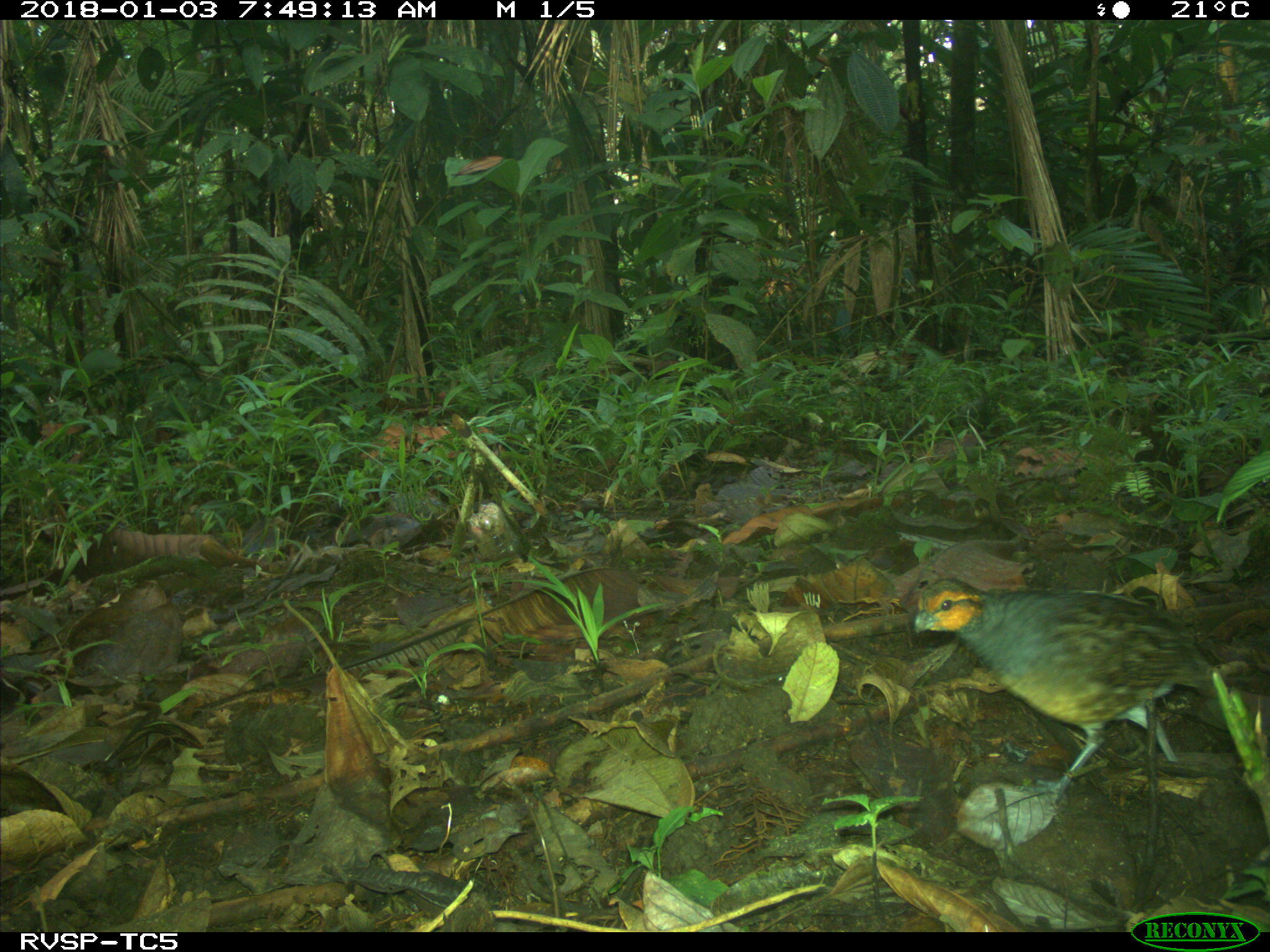 Rufous-fronted Wood Quail (Odontophorus erythrops), photo 3