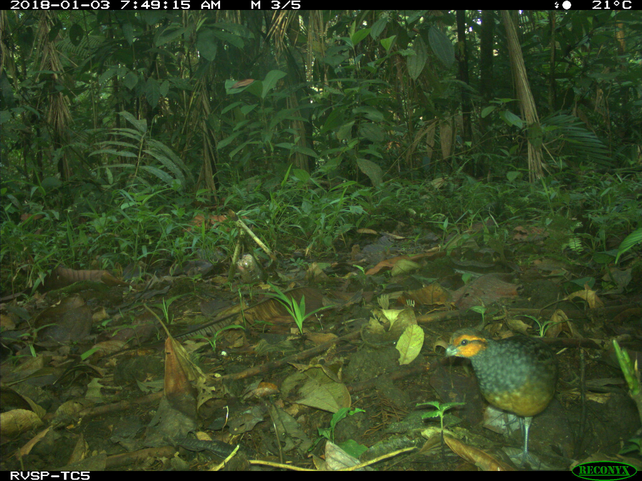 Rufous-fronted Wood Quail (Odontophorus erythrops), photo 4