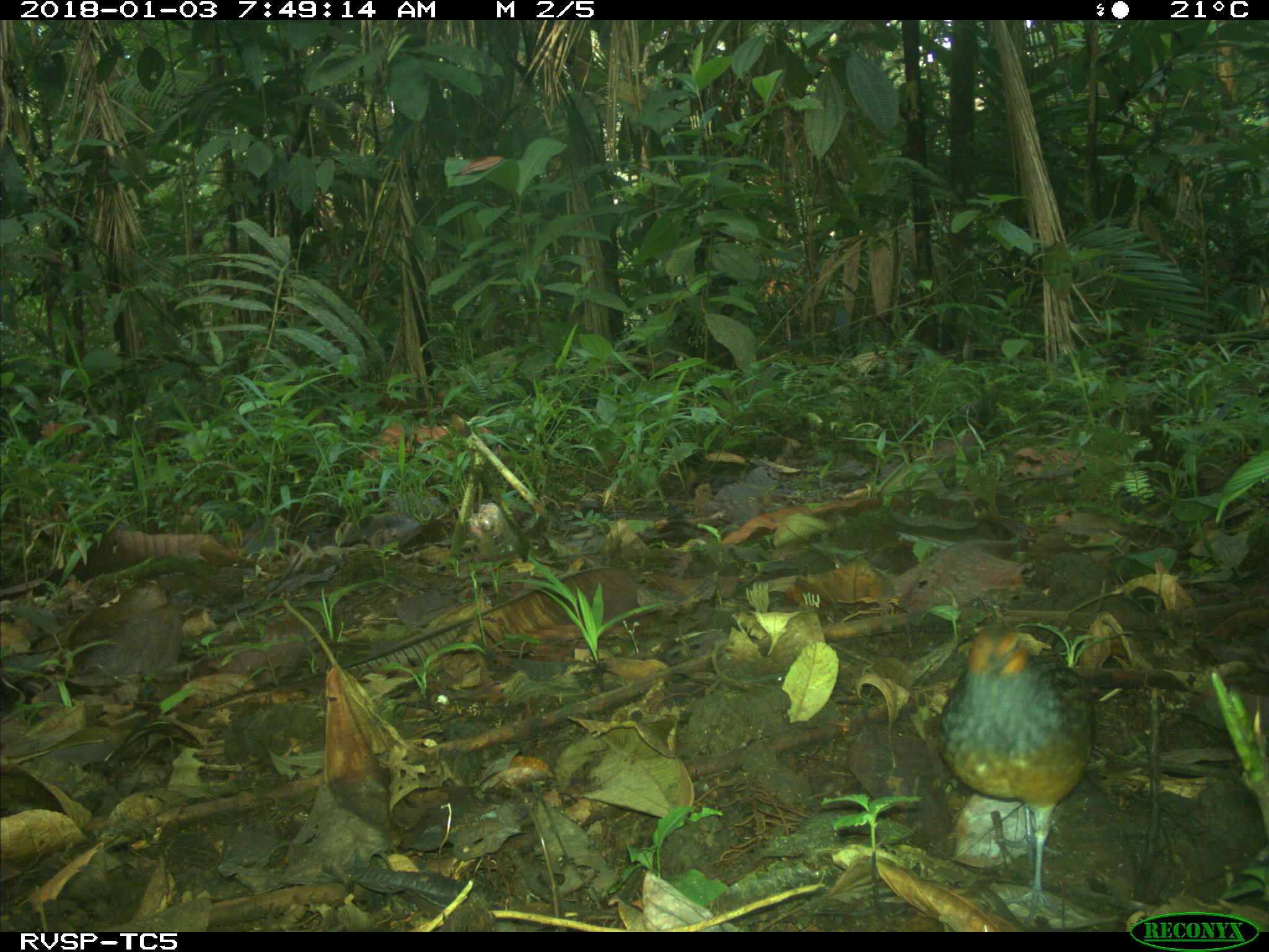 Rufous-fronted Wood Quail (Odontophorus erythrops), photo 6
