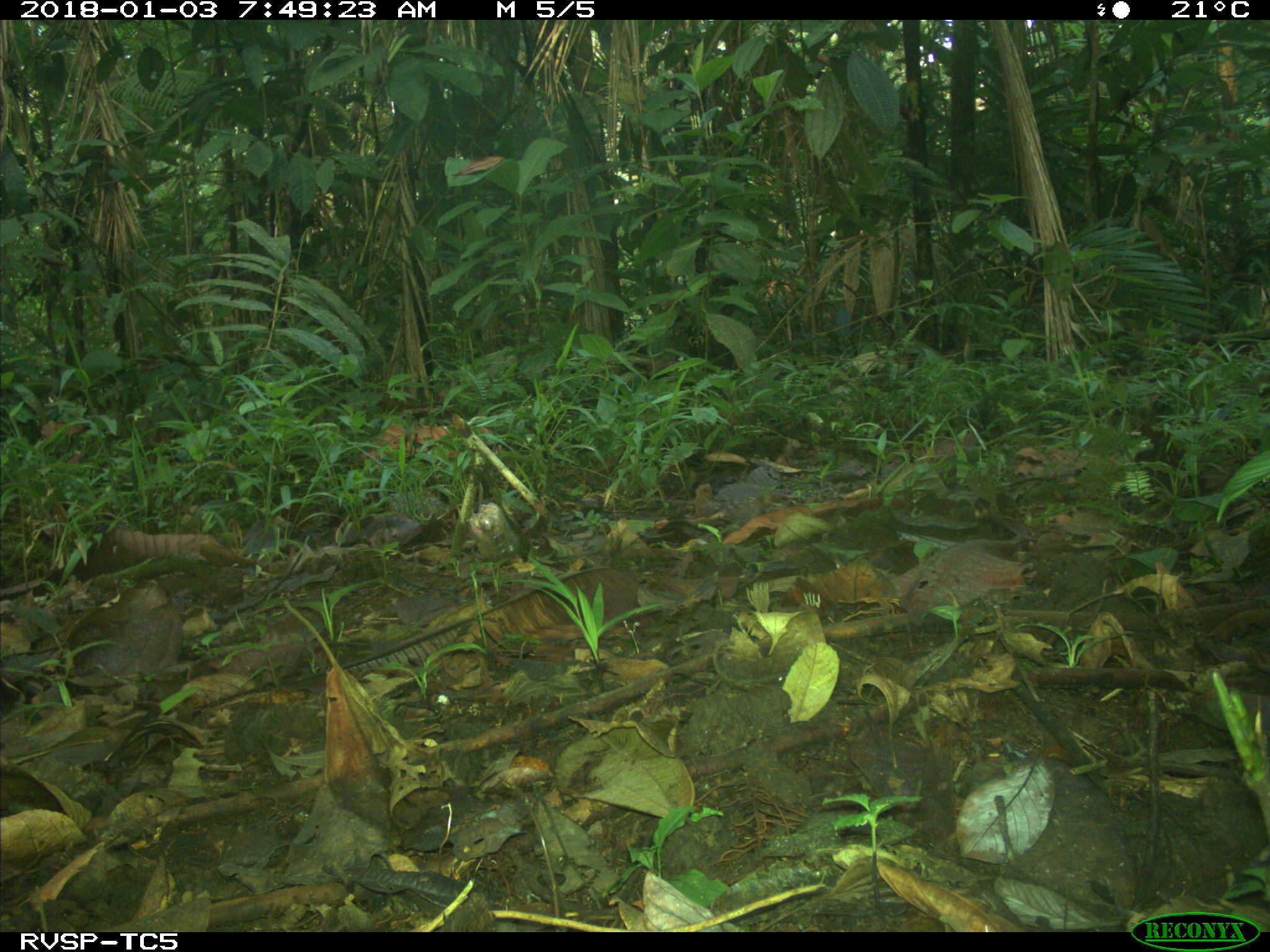 Rufous-fronted Wood Quail (Odontophorus erythrops), photo 7