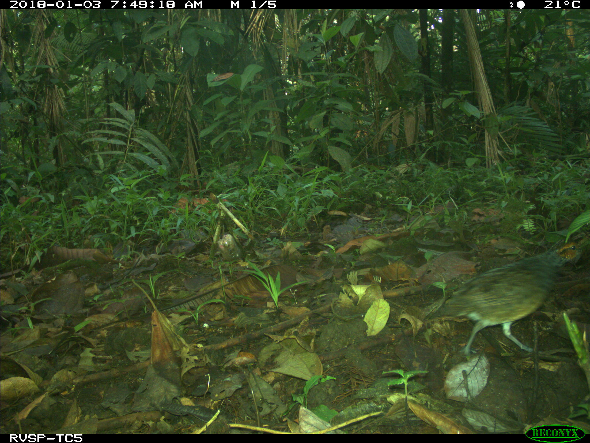 Rufous-fronted Wood Quail (Odontophorus erythrops), photo 8