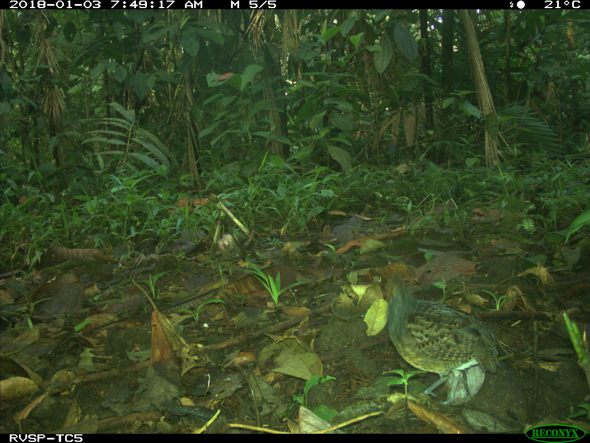 Rufous-fronted Wood Quail (Odontophorus erythrops), photo 9