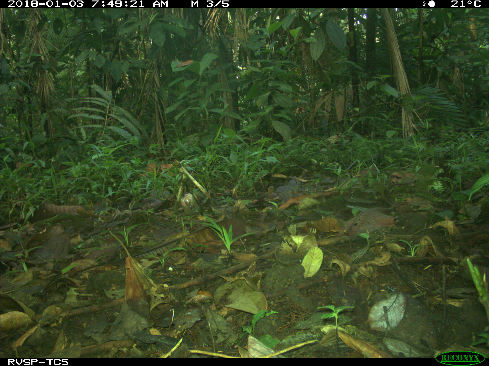 Rufous-fronted Wood Quail (Odontophorus erythrops), photo 10